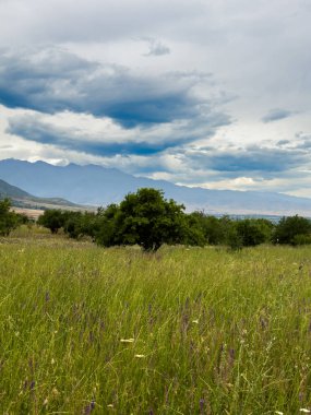Kırgızistan 'daki dramatik bulutlu gökyüzünün altında yeşil otlar ve uzak dağ sıraları olan geniş bir bahar tarlası.