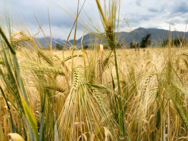 Kırgızistan 'ın eteklerinde bulutlu bir gökyüzünün altında, arka planda sıradağları olan altın bir arpa tarlası.
