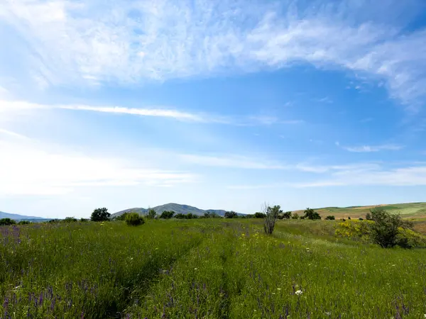 Kırgızistan 'ın eteklerindeki mavi bir gökyüzünün altında çiçek açan bir tarlaya uzanan kır çiçekleri ve toprak bir yola sahip bahar manzarası.