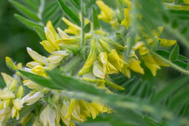 Astragalus yakın plan. Ayrıca süt verandası, keçi dikenli ya da sarmaşık gibi. Bahar yeşili arka plan. Vahşi bitki.