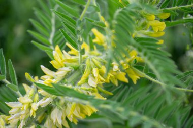 Astragalus yakın plan. Ayrıca süt verandası, keçi dikenli ya da sarmaşık gibi. Bahar yeşili arka plan. Vahşi bitki.