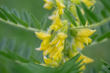 Astragalus yakın plan. Ayrıca süt verandası, keçi dikenli ya da sarmaşık gibi. Bahar yeşili arka plan. Vahşi bitki.