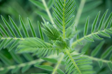 Astragalus yakın plan. Ayrıca süt verandası, keçi dikenli ya da sarmaşık gibi. Bahar yeşili arka plan. Vahşi bitki.