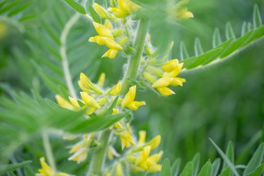 Astragalus yakın plan. Ayrıca süt verandası, keçi dikenli ya da sarmaşık gibi. Bahar yeşili arka plan. Vahşi bitki.