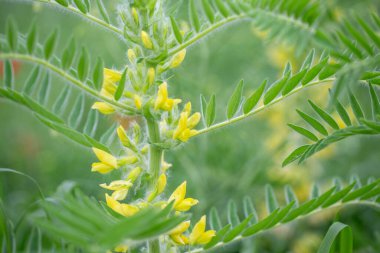 Astragalus yakın plan. Ayrıca süt verandası, keçi dikenli ya da sarmaşık gibi. Bahar yeşili arka plan. Vahşi bitki.