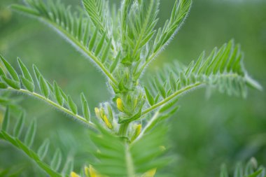 Astragalus yakın plan. Ayrıca süt verandası, keçi dikenli ya da sarmaşık gibi. Bahar yeşili arka plan. Vahşi bitki.