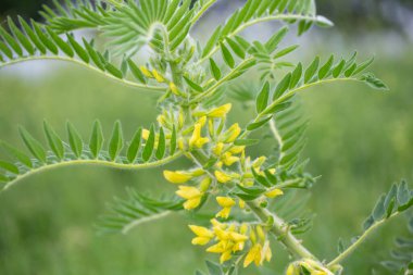 Astragalus yakın plan. Ayrıca süt verandası, keçi dikenli ya da sarmaşık gibi. Bahar yeşili arka plan. Vahşi bitki.