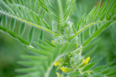 Astragalus yakın plan. Ayrıca süt verandası, keçi dikenli ya da sarmaşık gibi. Bahar yeşili arka plan. Vahşi bitki.
