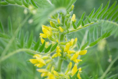 Astragalus yakın plan. Ayrıca süt verandası, keçi dikenli ya da sarmaşık gibi. Bahar yeşili arka plan. Vahşi bitki.