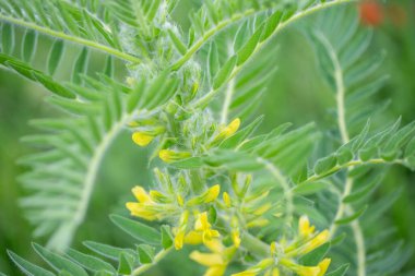 Astragalus yakın plan. Ayrıca süt verandası, keçi dikenli ya da sarmaşık gibi. Bahar yeşili arka plan. Vahşi bitki.