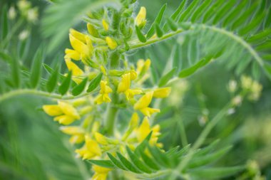 Astragalus yakın plan. Ayrıca süt verandası, keçi dikenli ya da sarmaşık gibi. Bahar yeşili arka plan. Vahşi bitki.