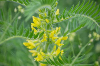 Astragalus yakın plan. Ayrıca süt verandası, keçi dikenli ya da sarmaşık gibi. Bahar yeşili arka plan. Vahşi bitki.