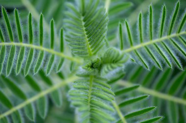 Astragalus yakın plan. Ayrıca süt verandası, keçi dikenli ya da sarmaşık gibi. Bahar yeşili arka plan. Vahşi bitki.