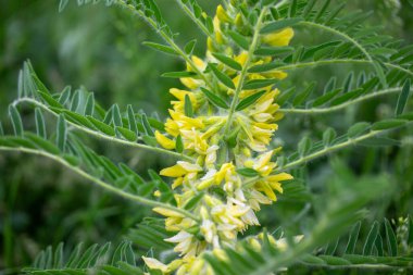 Astragalus yakın plan. Ayrıca süt verandası, keçi dikenli ya da sarmaşık gibi. Bahar yeşili arka plan. Vahşi bitki.