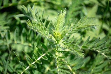 Astragalus yakın plan. Ayrıca süt verandası, keçi dikenli ya da sarmaşık gibi. Bahar yeşili arka plan. Vahşi bitki.