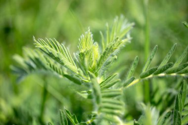 Astragalus yakın plan. Ayrıca süt verandası, keçi dikenli ya da sarmaşık gibi. Bahar yeşili arka plan. Vahşi bitki.