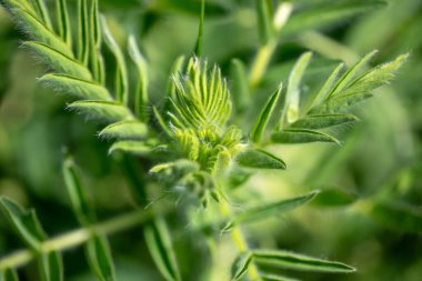 Astragalus close-up. Also called milk vetch, goat's-thorn or vine-like. Spring green background. Wild plant. clipart