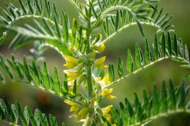 Astragalus yakın plan. Ayrıca süt verandası, keçi dikenli ya da sarmaşık gibi. Bahar yeşili arka plan. Vahşi bitki.