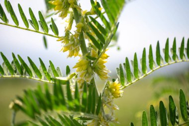 Astragalus yakın plan. Ayrıca süt verandası, keçi dikenli ya da sarmaşık gibi. Bahar yeşili arka plan. Vahşi bitki.