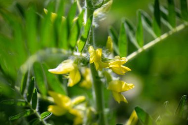 Astragalus yakın plan. Ayrıca süt verandası, keçi dikenli ya da sarmaşık gibi. Bahar yeşili arka plan. Vahşi bitki.