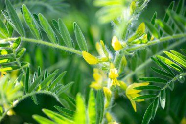 Astragalus yakın plan. Ayrıca süt verandası, keçi dikenli ya da sarmaşık gibi. Bahar yeşili arka plan. Vahşi bitki.