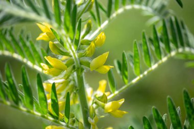 Astragalus yakın plan. Ayrıca süt verandası, keçi dikenli ya da sarmaşık gibi. Bahar yeşili arka plan. Vahşi bitki.