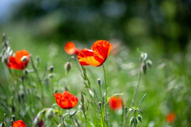 Kırmızı gelincikler. Çiçek açan bahar çiçekleri. gelincik alanı