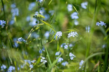 Myosotis Sylvatica 'yı unut. Bir tarlada yetişen mavi çiçekler.
