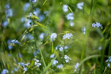 Myosotis Sylvatica 'yı unut. Bir tarlada yetişen mavi çiçekler.