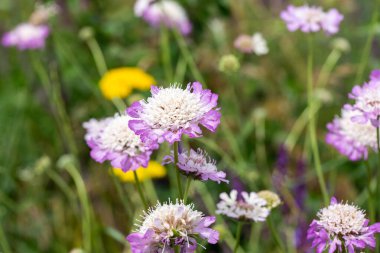 Scabiosa kolumbarisi. Çiçekli şifalı bitkilerle bahar manzarası, Scabiosa kolumbarisi, kiraz ağacı. Kırgızistan 'ın eteklerinde bahar.