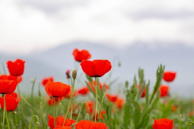 Kırmızı gelincikler. Çiçek açan bahar çiçekleri. gelincik alanı