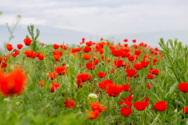 Kırmızı gelincikler. Çiçek açan bahar çiçekleri. gelincik alanı