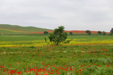 Kırmızı gelincikler. Çiçek açan bahar çiçekleri. gelincik alanı