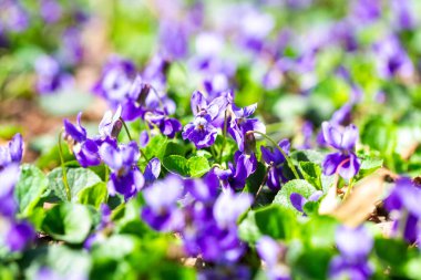 Bahar çiçekleri. Mor menekşeler bahar ormanlarında çiçek açar. Viola odorata