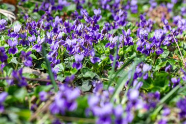 Bahar çiçekleri. Mor menekşeler bahar ormanlarında çiçek açar. Viola odorata