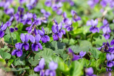 Bahar çiçekleri. Mor menekşeler bahar ormanlarında çiçek açar. Viola odorata