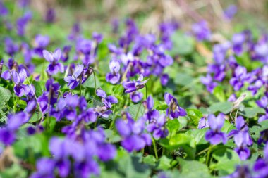 Bahar çiçekleri. Mor menekşeler bahar ormanlarında çiçek açar. Viola odorata