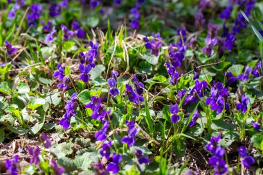 Bahar çiçekleri. Mor menekşeler bahar ormanlarında çiçek açar. Viola odorata