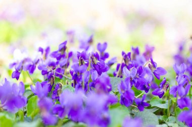 Bahar çiçekleri. Mor menekşeler bahar ormanlarında çiçek açar. Viola odorata