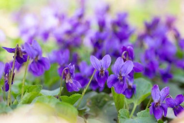 Bahar çiçekleri. Mor menekşeler bahar ormanlarında çiçek açar. Viola odorata