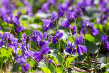 Bahar çiçekleri. Mor menekşeler bahar ormanlarında çiçek açar. Viola odorata