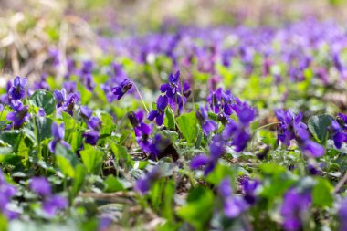 Bahar çiçekleri. Mor menekşeler bahar ormanlarında çiçek açar. Viola odorata