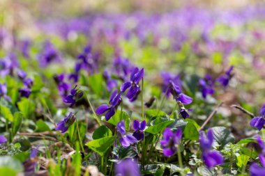 Bahar çiçekleri. Mor menekşeler bahar ormanlarında çiçek açar. Viola odorata