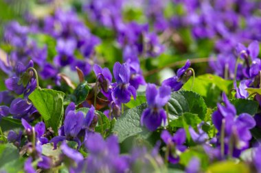 Bahar çiçekleri. Mor menekşeler bahar ormanlarında çiçek açar. Viola odorata