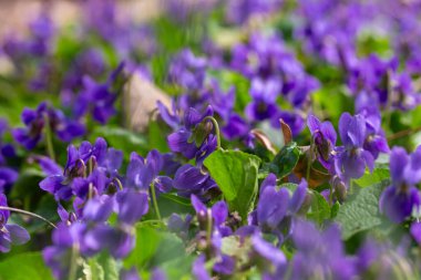 Bahar çiçekleri. Mor menekşeler bahar ormanlarında çiçek açar. Viola odorata