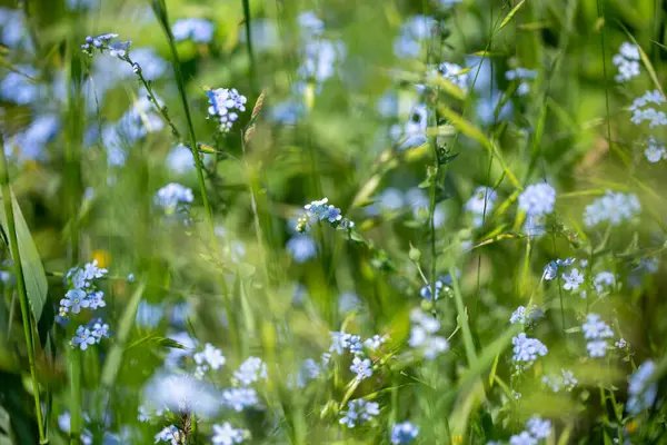 Myosotis Sylvatica 'yı unut. Bir tarlada yetişen mavi çiçekler.