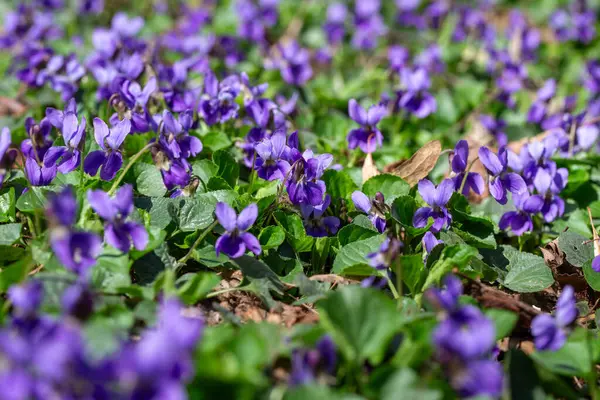 Bahar çiçekleri. Mor menekşeler bahar ormanlarında çiçek açar. Viola odorata