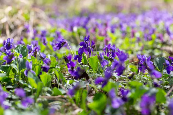 Bahar çiçekleri. Mor menekşeler bahar ormanlarında çiçek açar. Viola odorata