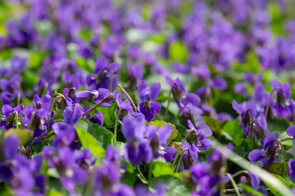 Bahar çiçekleri. Mor menekşeler bahar ormanlarında çiçek açar. Viola odorata