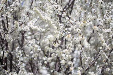 İlkbaharda kiraz veya erik dalları açar. Koyu dallara karşı beyaz kokulu çiçekler şefkat, tazelik ve doğal güzelliği çağrıştırıyor.